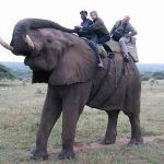 Mbazi Safaris Elephant Interaction and Elephant rides in Hazyview, Mpumalanga