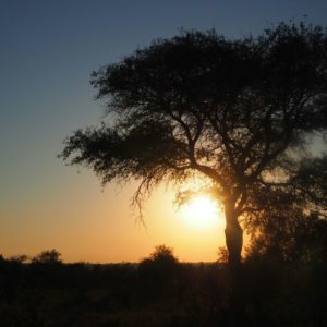 Mbazi Safaris - Kruger National Park Tour Operator Sunset Game Drives Kruger National Park