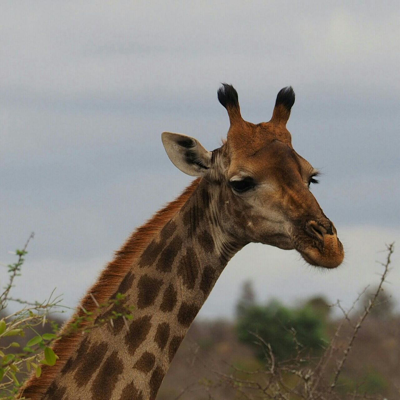 A giraffe pausing beside the road during a Mbazi Safaris game drive