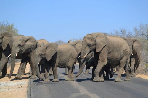 A herd of elephants crossing a road in Kruger National Park