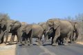 Mbazi Safaris Elephant Interaction and Elephant rides in Hazyview, Mpumalanga